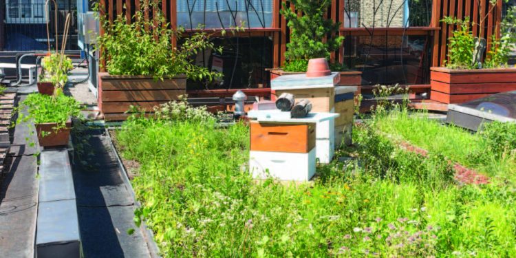 Potenţialul unui oraş sustenabil Arhitectura acoperişurilor verzi